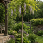 Vistéria čínska (Wisteria sinensis) ´PROLIFIC´- výška 190-210 cm, obvod kmeňa 8/10 cm, kont. C20L - NA KMIENKU
